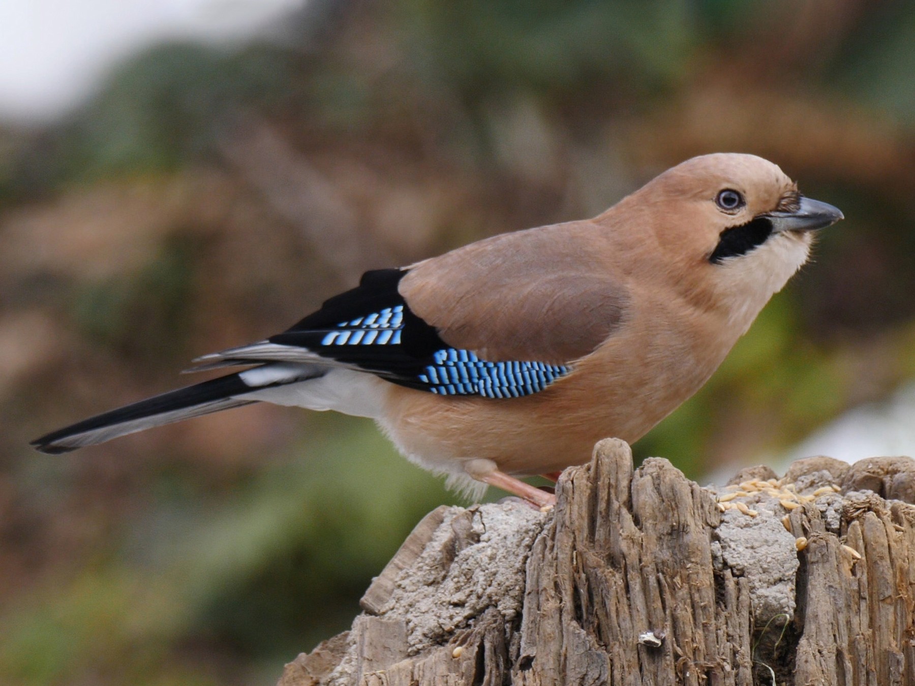 Geai des chênes (Garrulus glandarius) - Crédit photo : F. Cahez