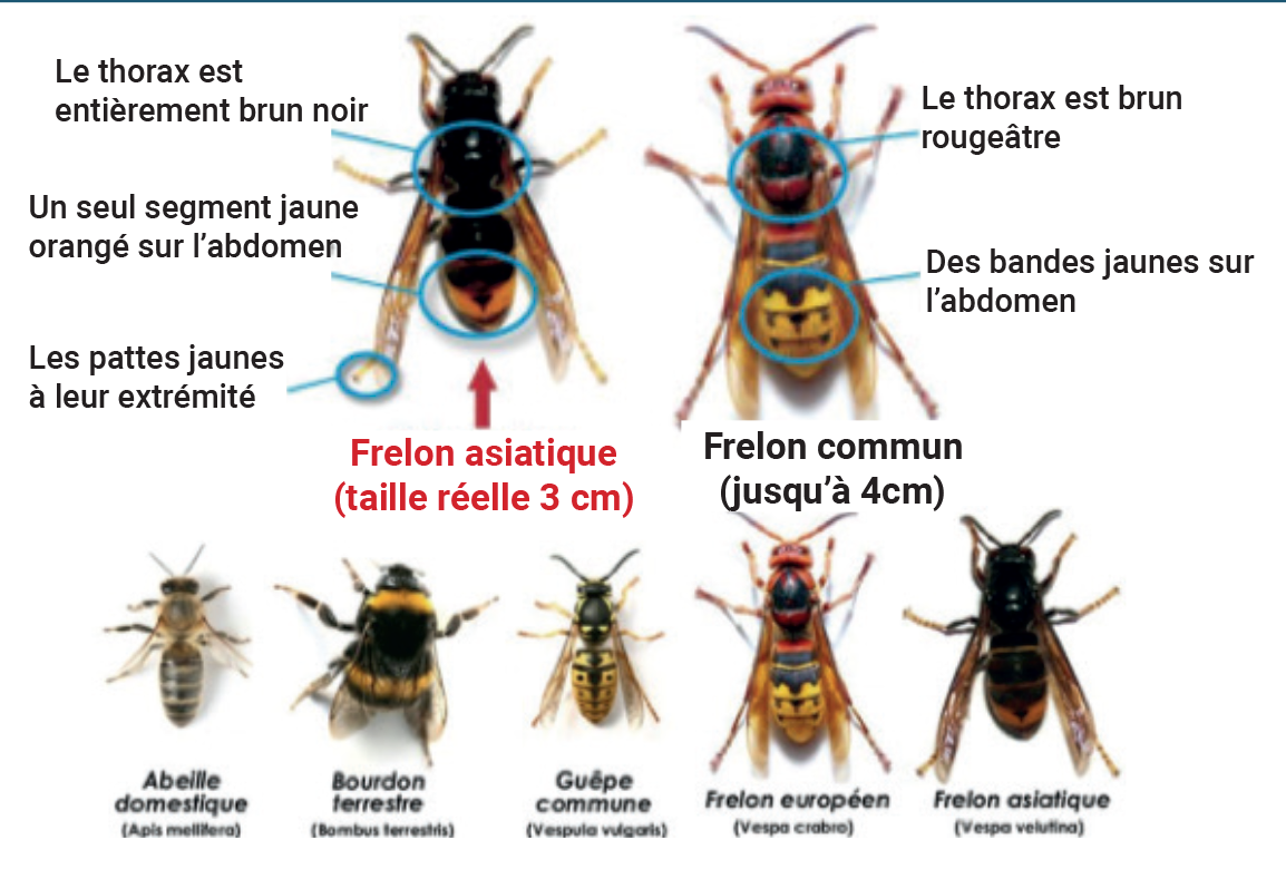 6333 767 Frelon plaquette Eure