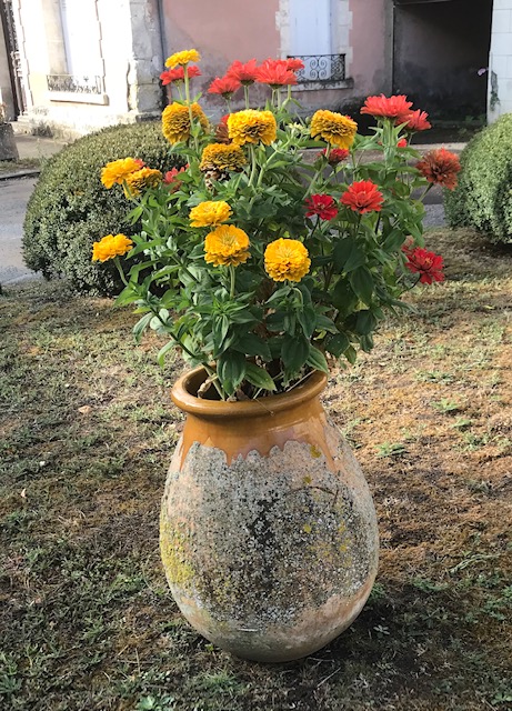 20200925 fleurs