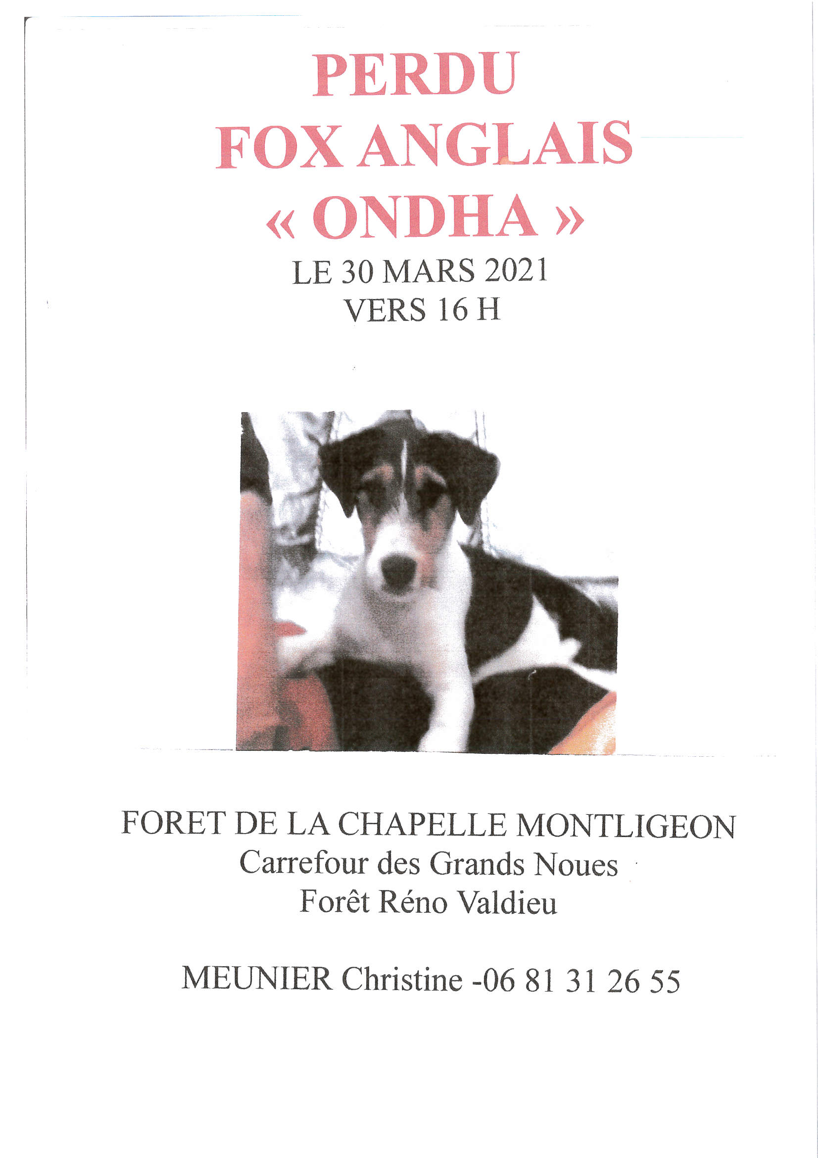 CHIEN MEUNIER