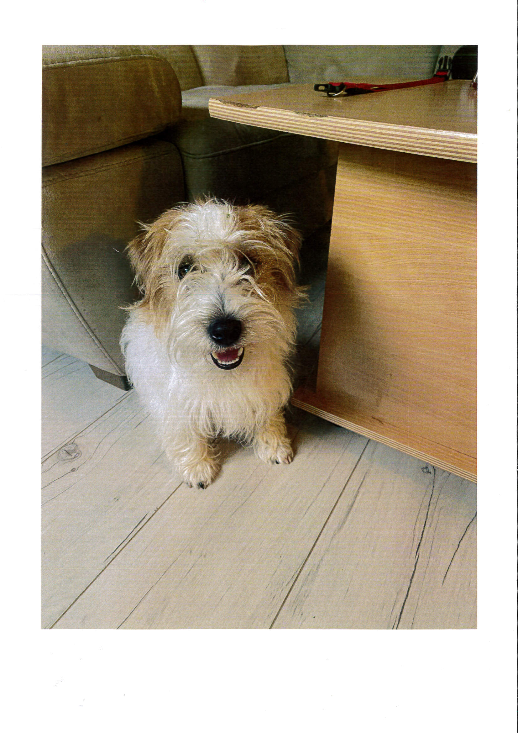 chien la giroudiere