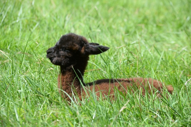 lama