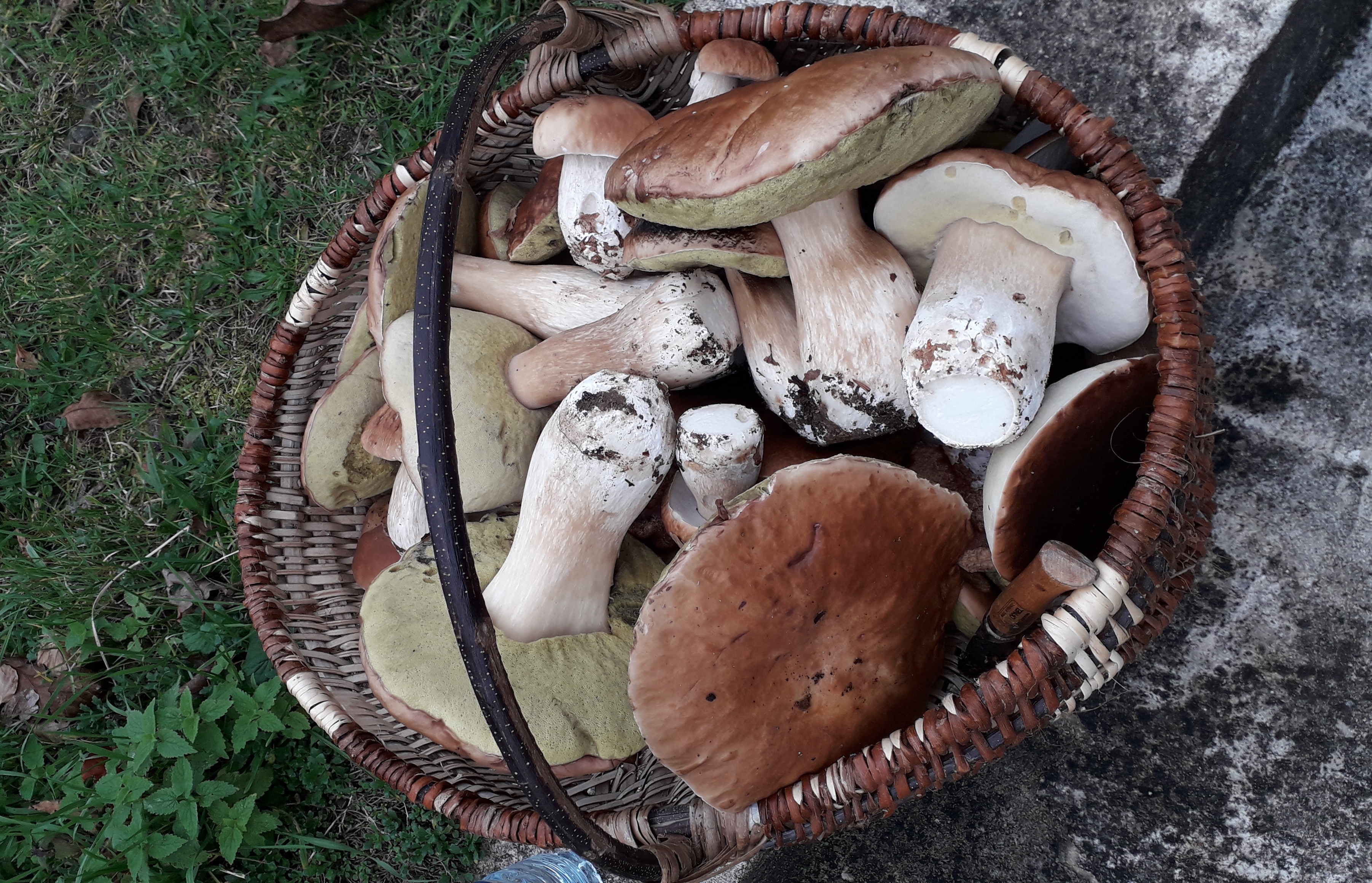 20191023 CHAMPIGNONS