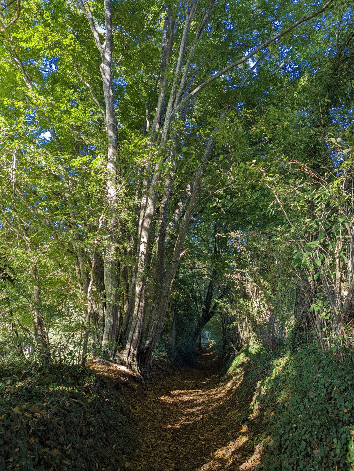 Chemin creux - Mauves-sur-Huisne