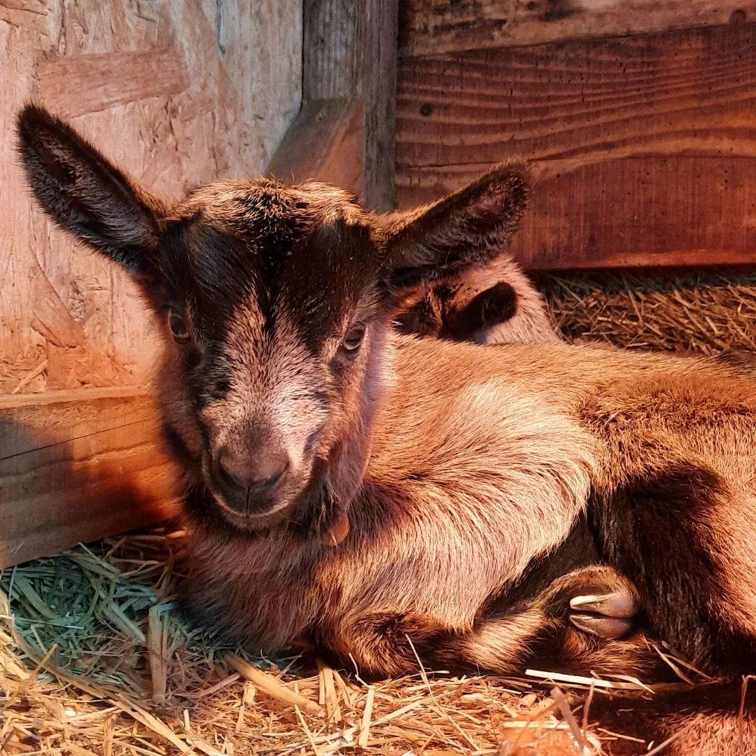 Chevreau de la ferme des Cabrioles