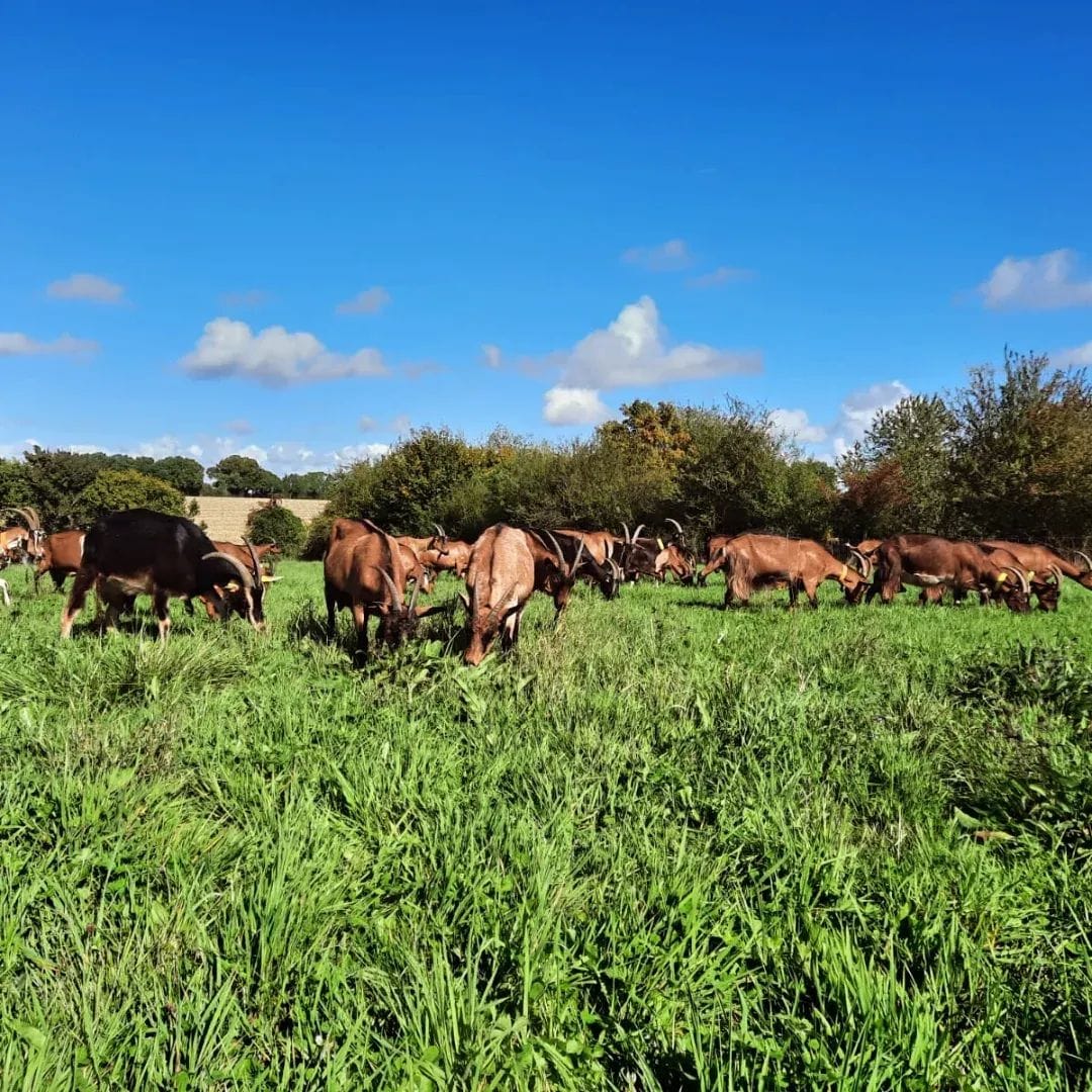 Chèvres à la ferme des Cabrioles