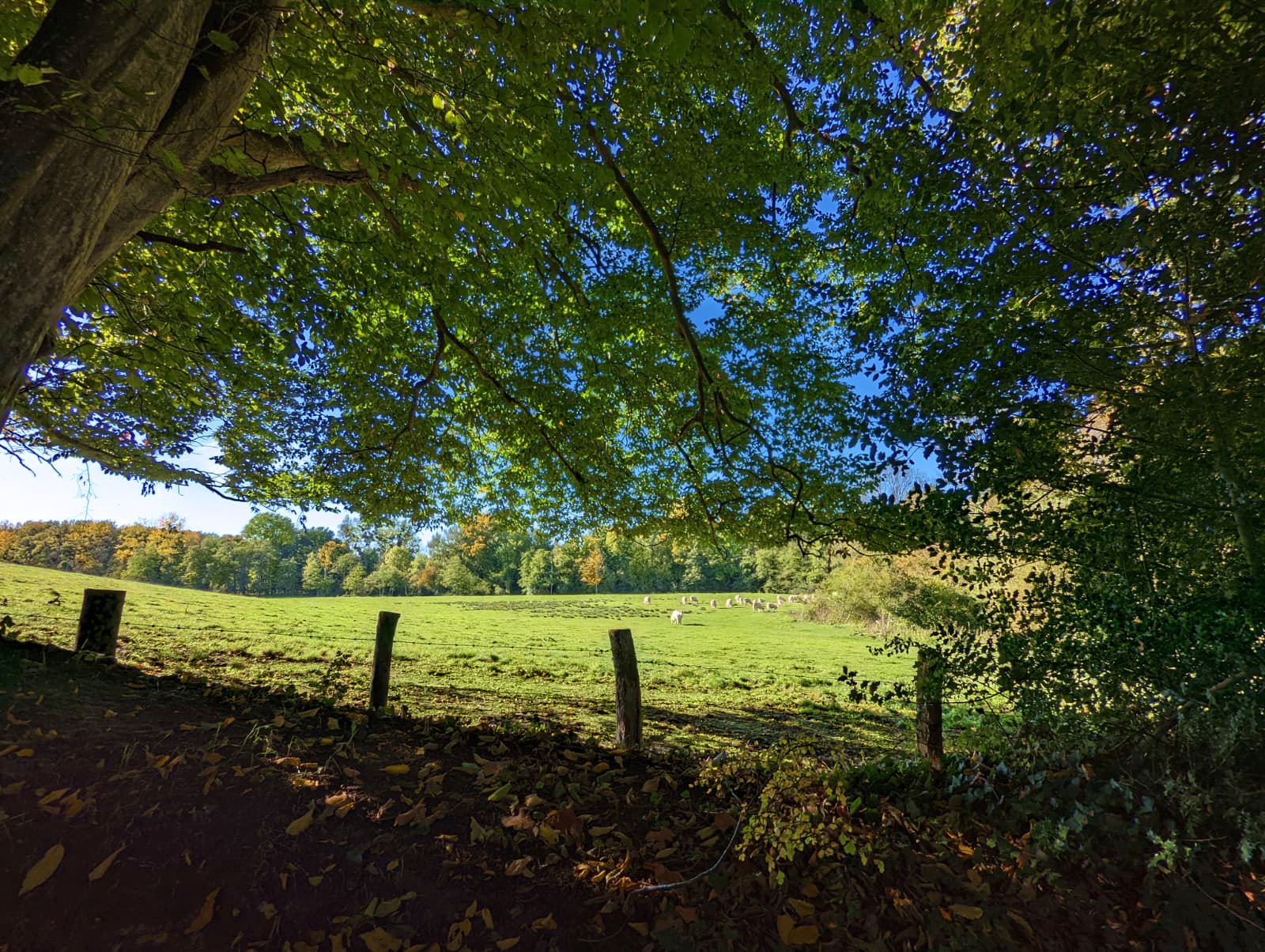 Vue depuis le chemin de Mortous - Mauves-sur-Huisne