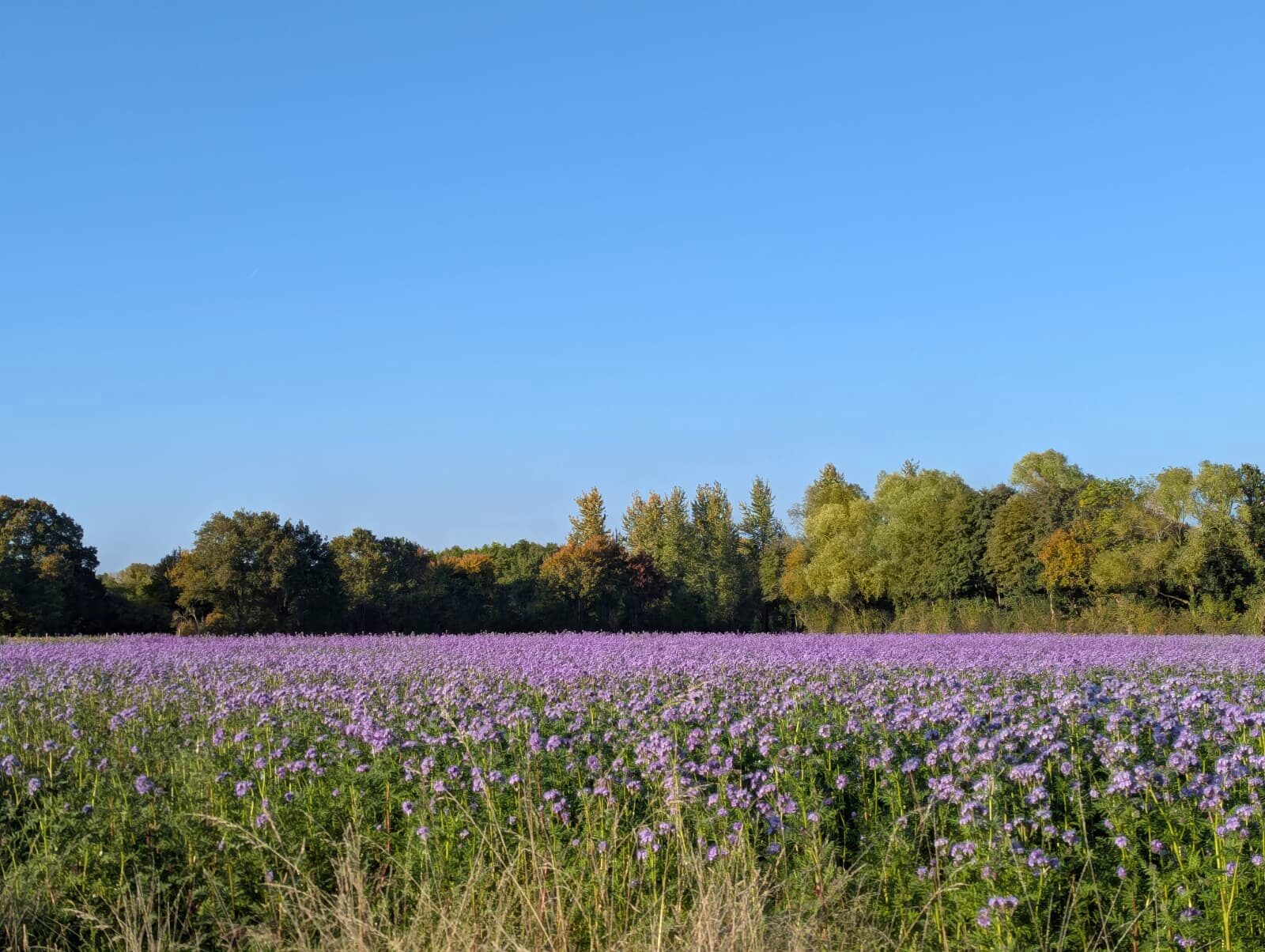 Paysage Mauves-sur-Huisne